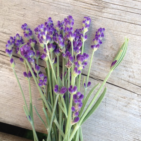 Essential oil Lavender