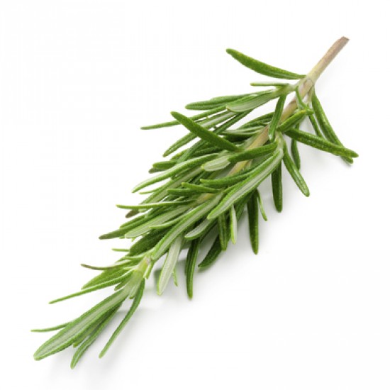 Essential oil Rosemary ct Camphor