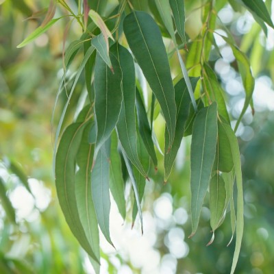 Huile essentielle d'Eucalyptus