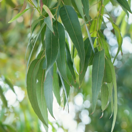 Essential oil Eucalyptus