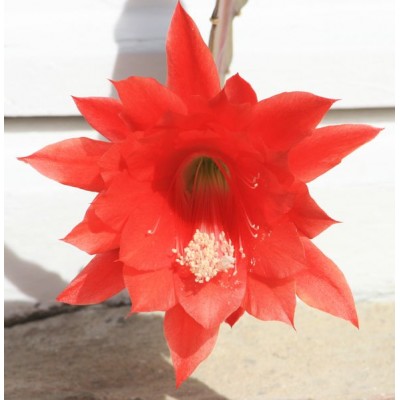 Cactus flower fragrant oil